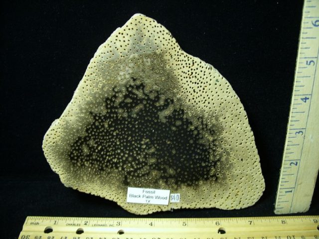 Petrified "Palm Wood" Wood Log Slice (080620b)