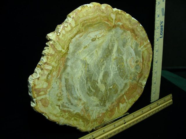 Indonesia Petrified Wood  (080620f) - Image 2