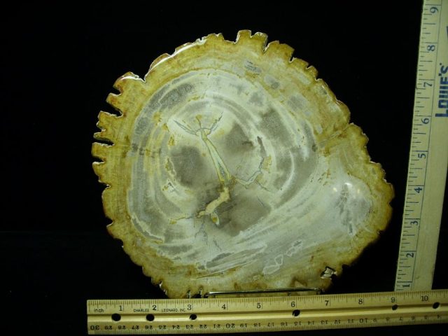 Indonesia Petrified Wood Log Slice (080620g)