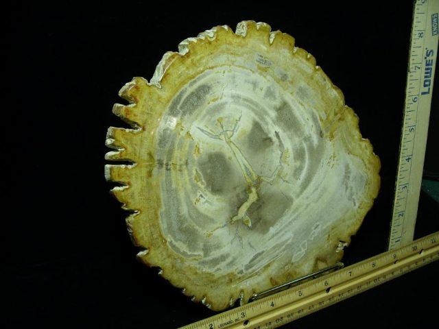 Indonesia Petrified Wood Log Slice (080620g) - Image 2