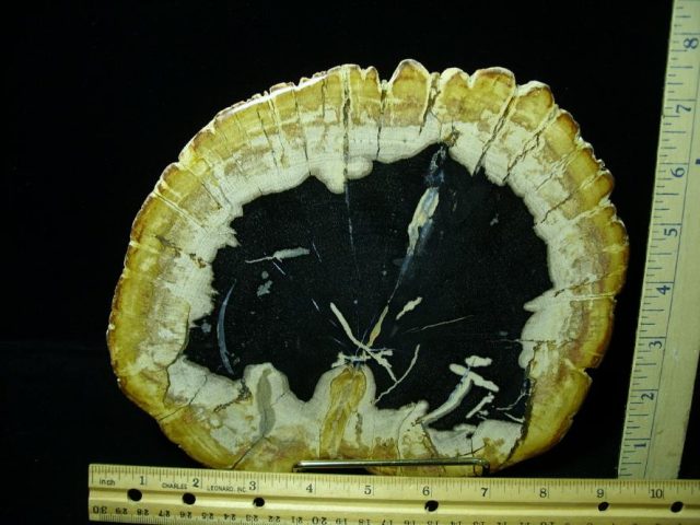 Indonesia Petrified Wood Log Slice (080620h)