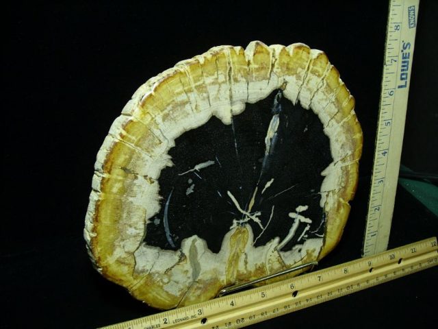 Indonesia Petrified Wood Log Slice (080620h) - Image 2
