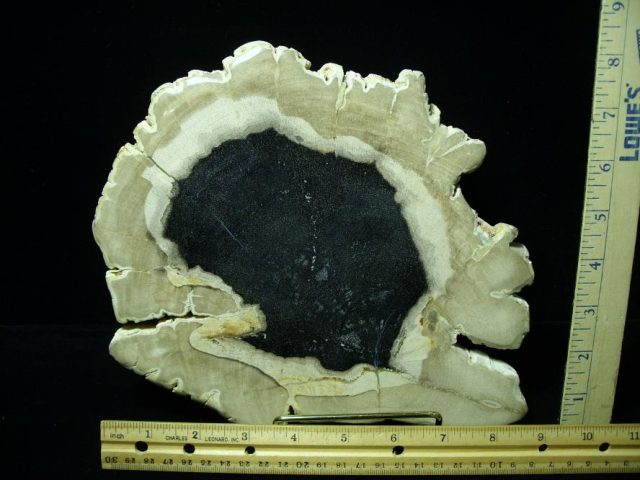 Indonesia Petrified Wood Log Slice (080620j)