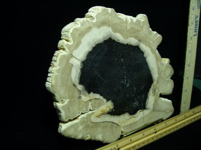 Indonesia Petrified Wood Log Slice (080620j) - Image 2
