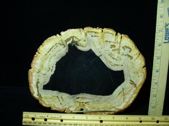 Indonesia Petrified Wood Log Slice (080620m)