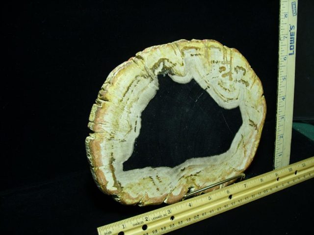 Indonesia Petrified Wood Log Slice (080620m) - Image 2