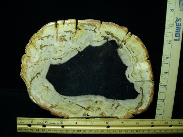 Indonesia Petrified Wood Log Slice (080620n)