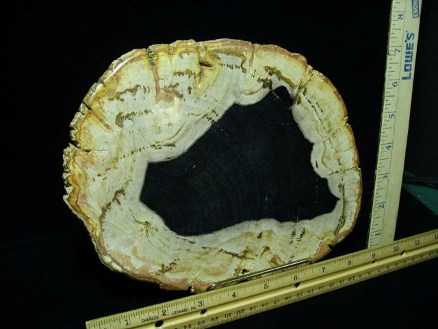 Indonesia Petrified Wood Log Slice (080620n) - Image 2