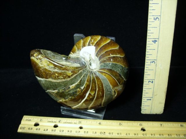 Whole Polished  Fossilized Nautilus (080720c)