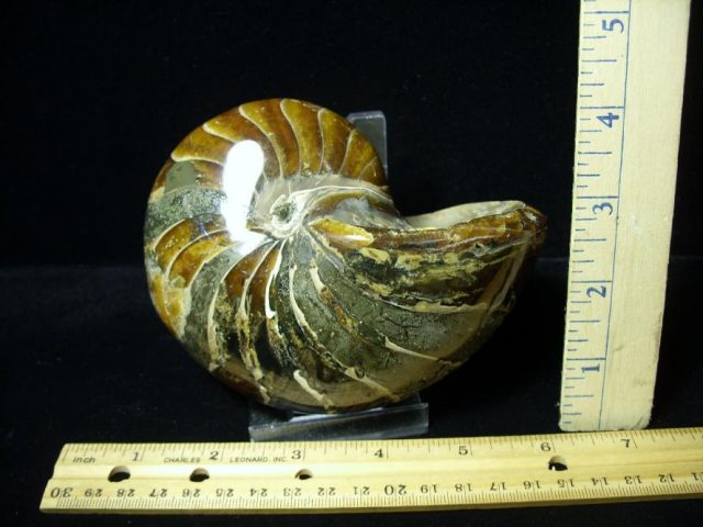Whole Polished  Fossilized Nautilus (080720c) - Image 2