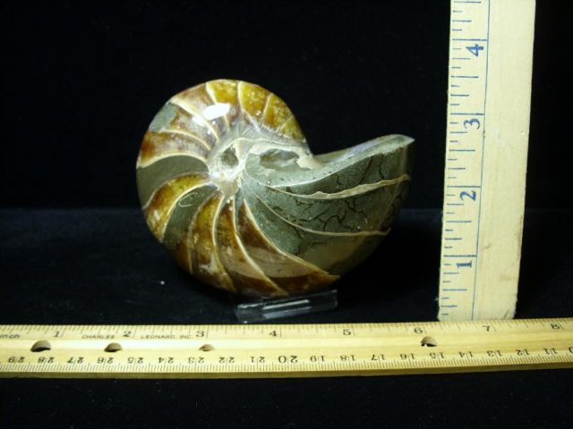 Whole Polished  Fossilized Nautilus (080720d)