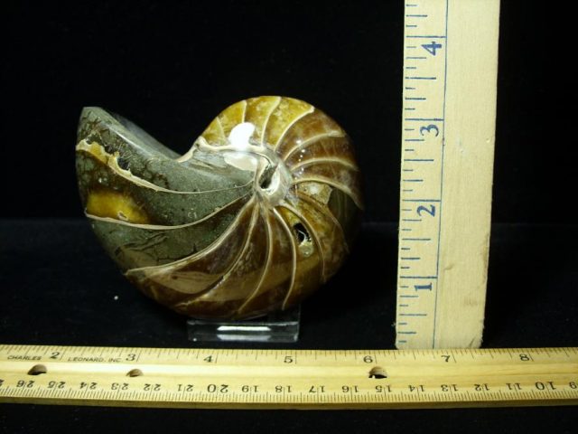 Whole Polished  Fossilized Nautilus (080720d) - Image 2