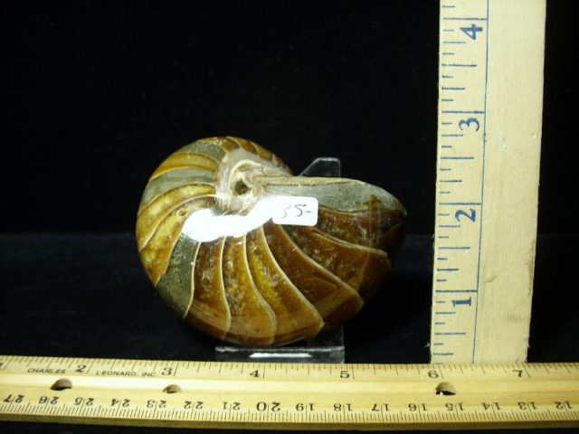 Whole Polished  Fossilized Nautilus (080720f)