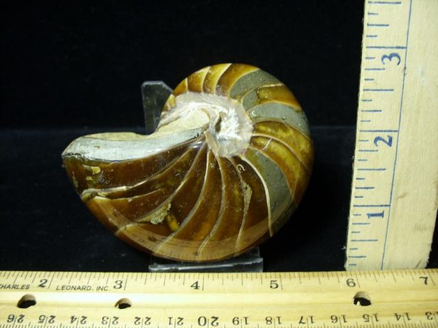 Whole Polished  Fossilized Nautilus (080720f) - Image 2