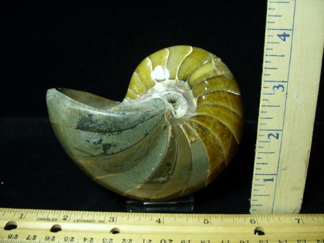 Whole Polished  Fossilized Nautilus (080720g)