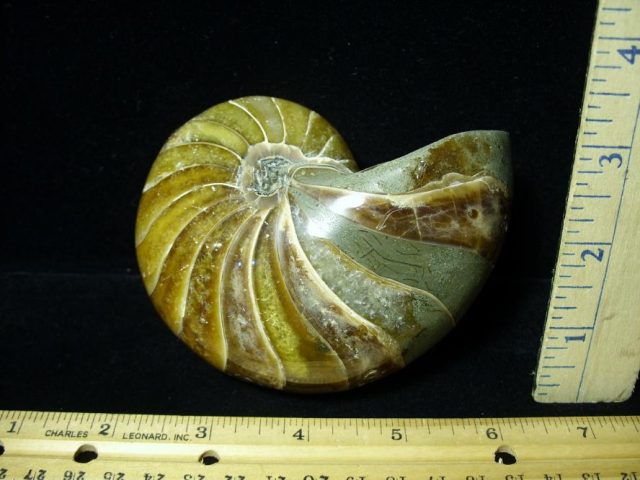 Whole Polished  Fossilized Nautilus (080720g) - Image 2