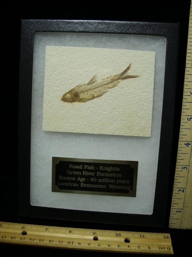 Fossilized “Green River” Fish (080820a)