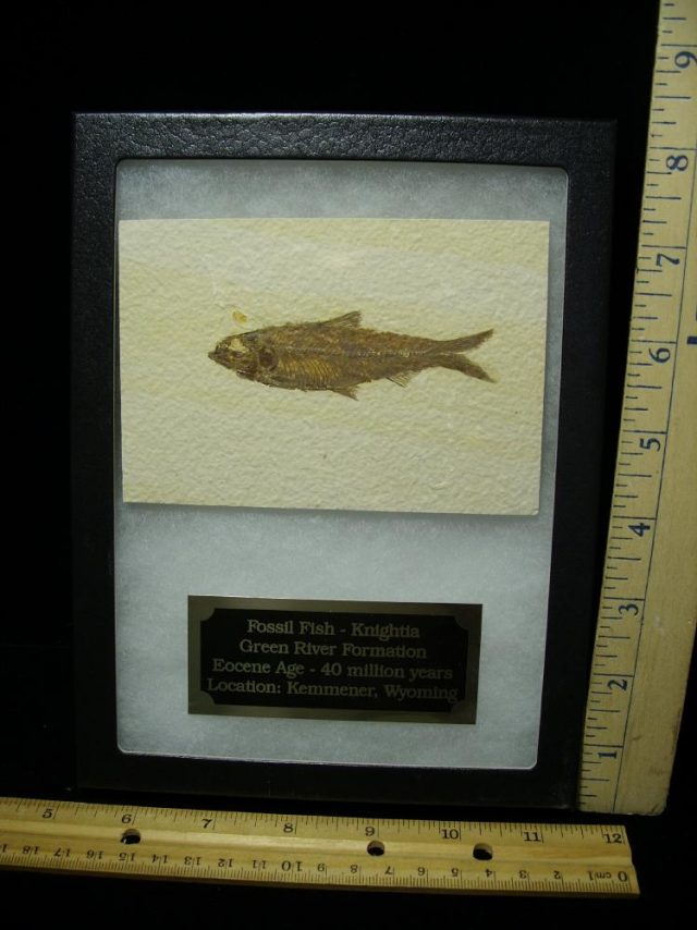 Fossilized “Green River” Fish (080820b)