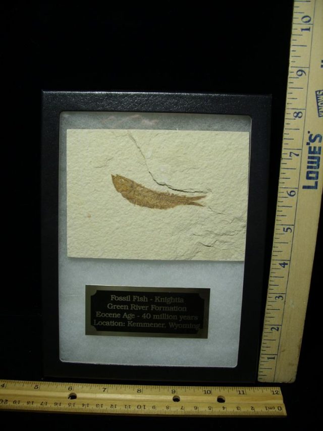 Fossilized “Green River” Fish (080820c)
