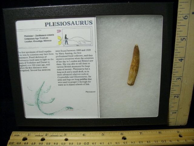 Plesiosaurus Dinosaur Tooth (080820e)