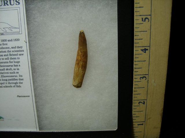 Plesiosaurus Dinosaur Tooth (080820e) - Image 2