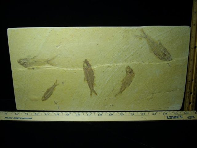 Fossilized Fish (081220c) - Image 2