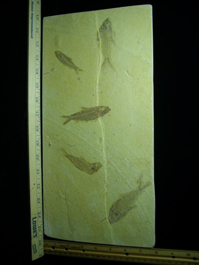 Fossilized Fish (081220c)