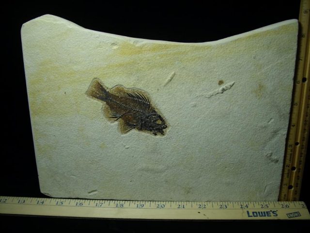 Fossilized “Green River”  Priscacara  Fish  (081220d)