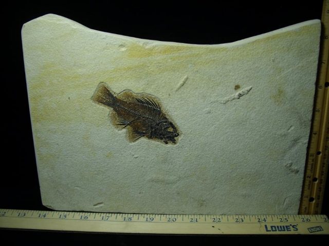 Fossilized “Green River”  Priscacara  Fish  (081220d) - Image 4