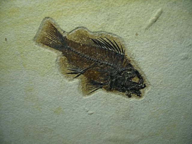 Fossilized “Green River”  Priscacara  Fish  (081220d) - Image 2