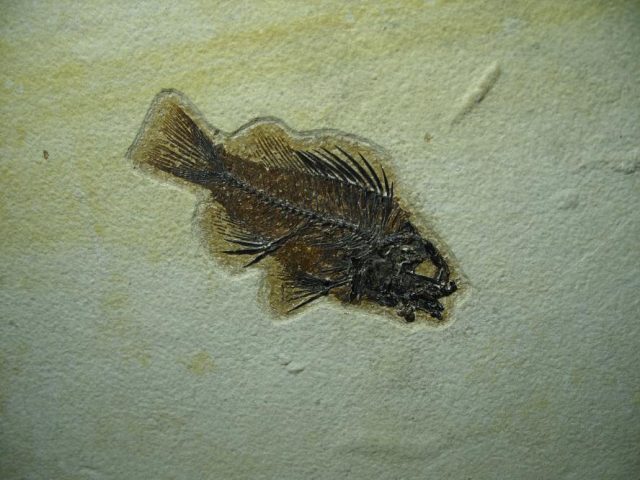 Fossilized “Green River”  Priscacara  Fish  (081220d) - Image 3