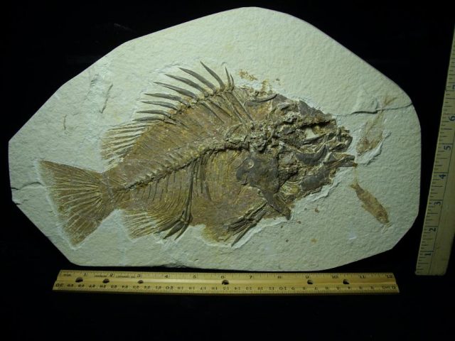 Priscacara  Fossil Fish  (081220e)