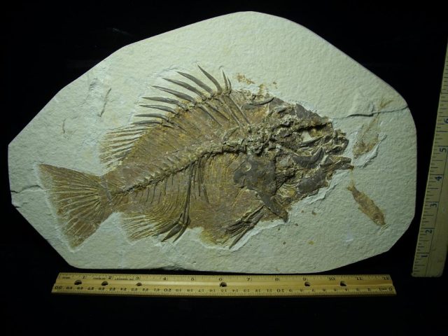Priscacara  Fossil Fish  (081220e) - Image 3