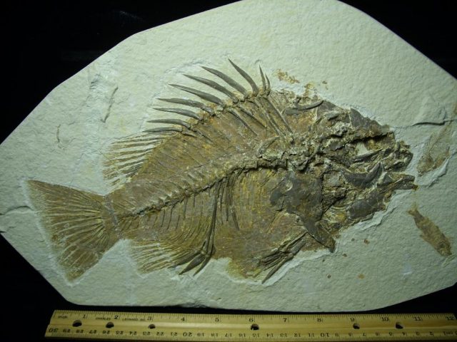 Priscacara  Fossil Fish  (081220e) - Image 2