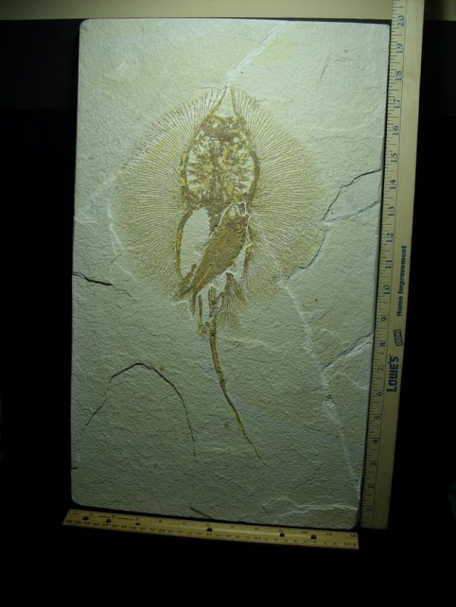 **CHRISTMAS SALE**Fossil Fresh-water Stingray on Matrix Plate (081220g) - Image 3