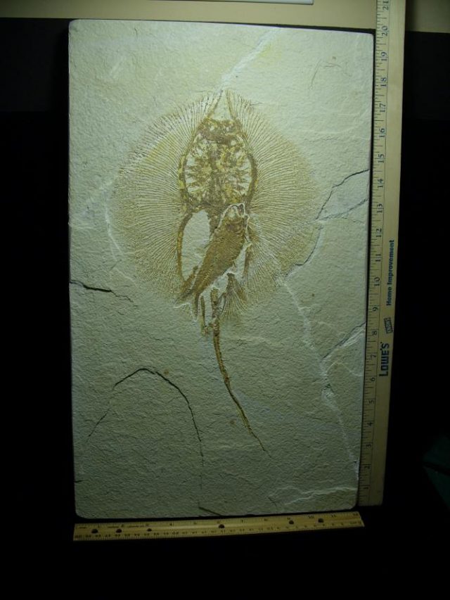 **CHRISTMAS SALE**Fossil Fresh-water Stingray on Matrix Plate (081220g) - Image 2