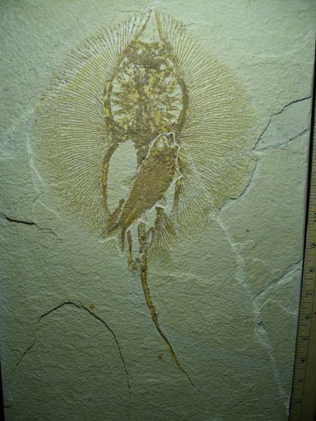 **CHRISTMAS SALE**Fossil Fresh-water Stingray on Matrix Plate (081220g)