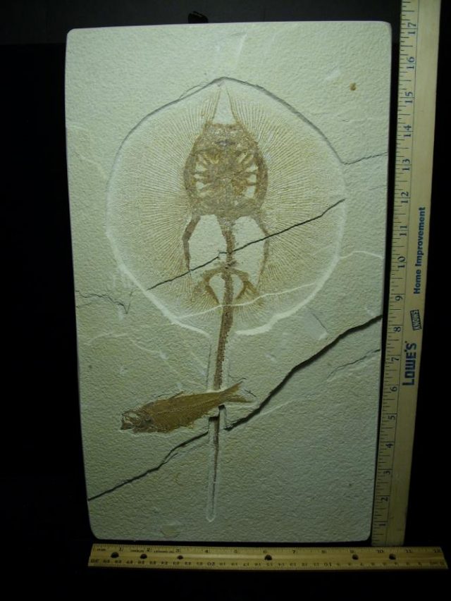 Fossil Fresh-water Stingray on Matrix Plate (081220h)