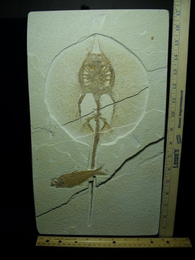 Fossil Fresh-water Stingray on Matrix Plate (081220h) - Image 2