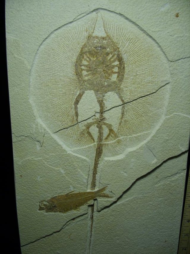 Fossil Fresh-water Stingray on Matrix Plate (081220h) - Image 3