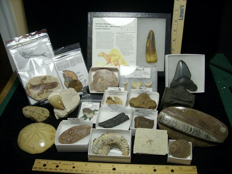 real fossil kit