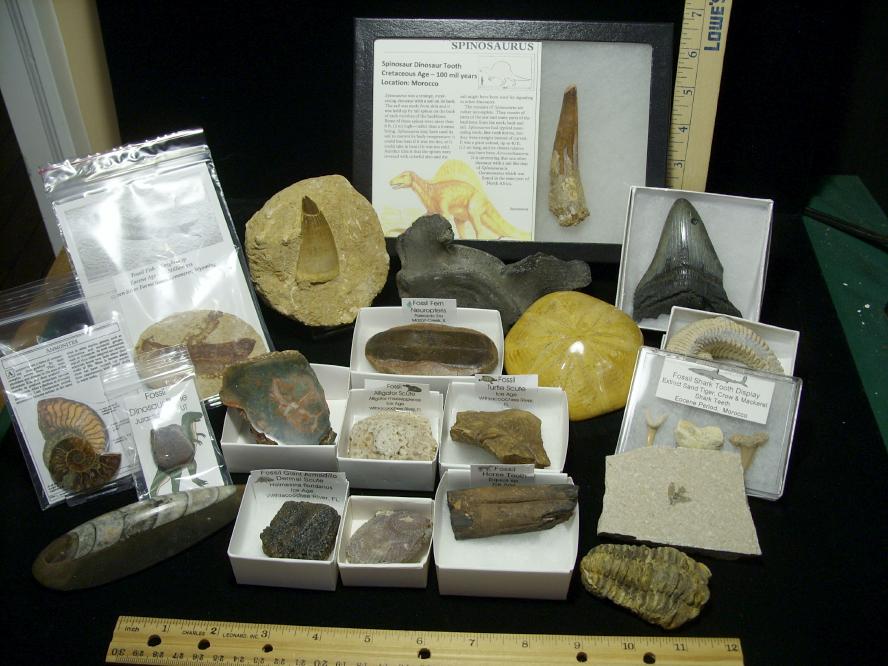real fossil kit