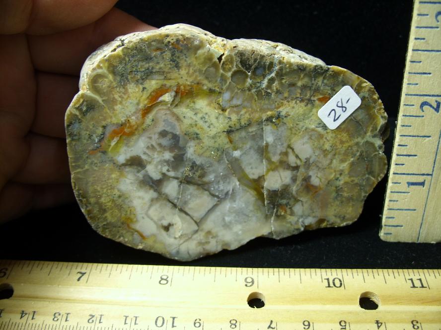 coprolites fossils examples