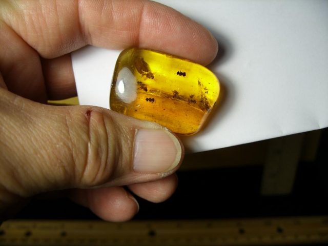 Dominican Amber Specimen with "12" Twelve Stingless Bees(081920s)