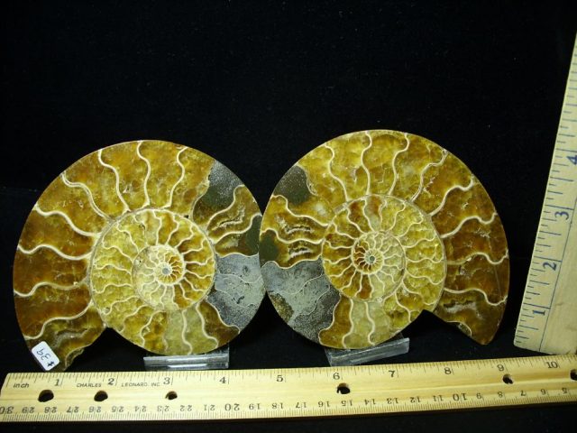 Beautiful Sliced & Polished Ammonite  (081920q)