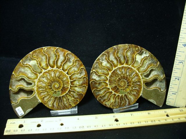Beautiful Sliced & Polished Ammonite  (081920i)