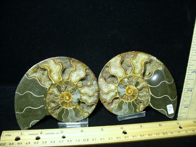 Beautiful Sliced & Polished Ammonite  (082120a)