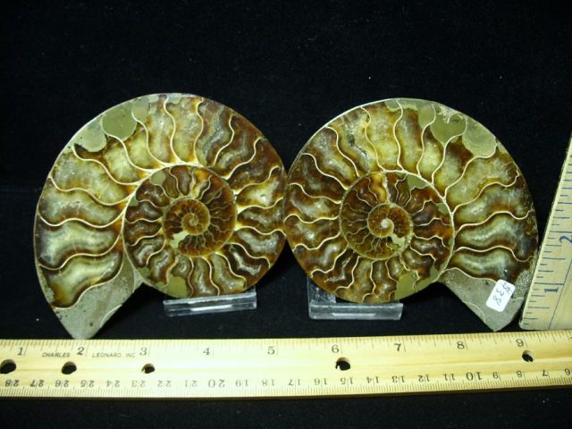 Beautiful Sliced & Polished Ammonite  (082120b)
