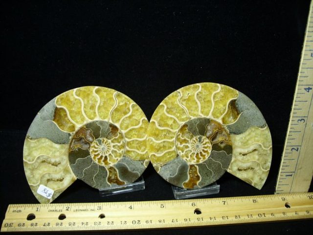 Beautiful Sliced & Polished Ammonite  (082120c)