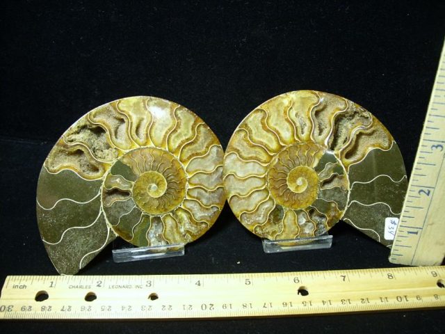 Beautiful Sliced & Polished Ammonite  (082120f)